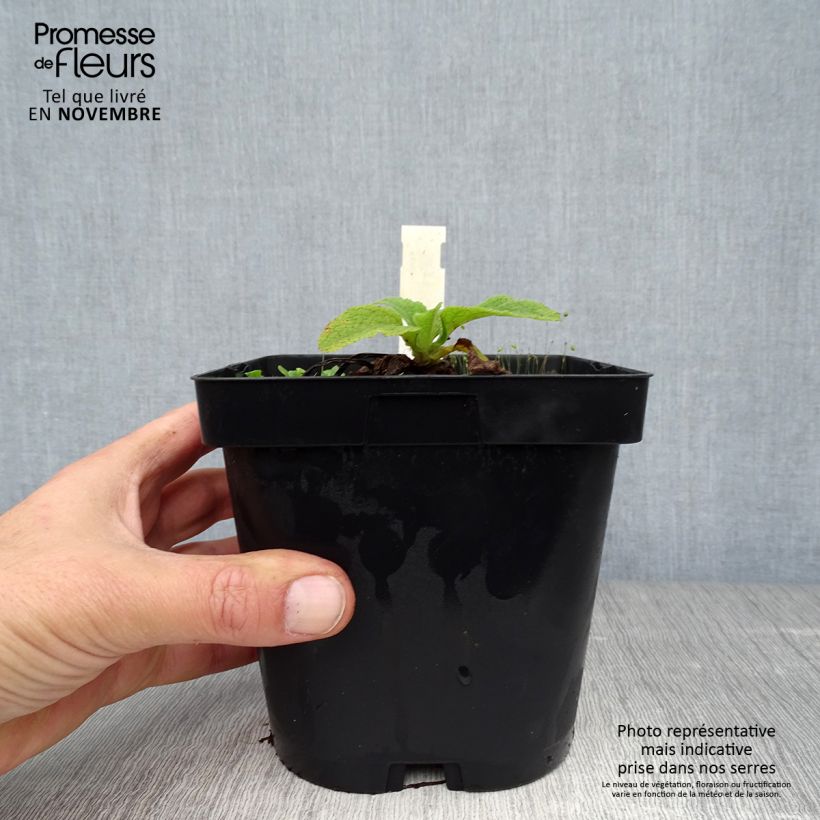 Example of Fingerhut Alba - Digitalis purpurea Topf mit 2L/3L as you get in automne