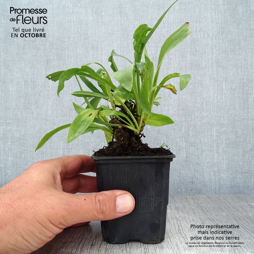 Example of Fingerhut Spice Island - Digitalis Kleine Töpfe von 8/9 cm as you get in automne
