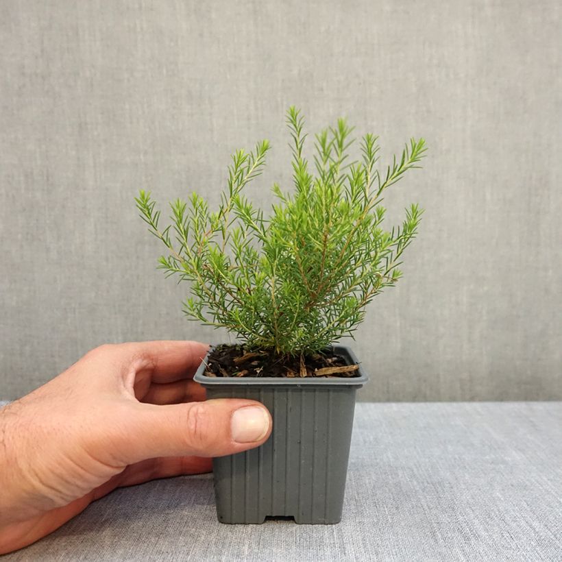 Exemplar von Diosma hirsuta Pink Fountain - Götterduft Kleine Töpfe von 8/9 cm wie im Herbst geliefert