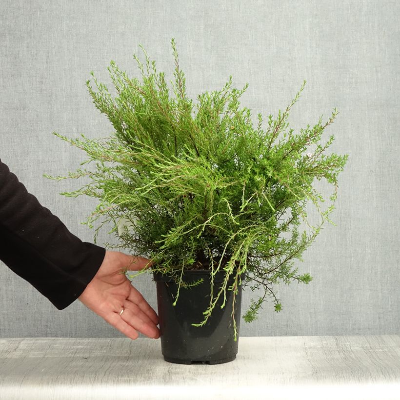 Example of Diosma hirsuta Pink Diamond - Götterduft Topf mit 2L/3L as you get in automne