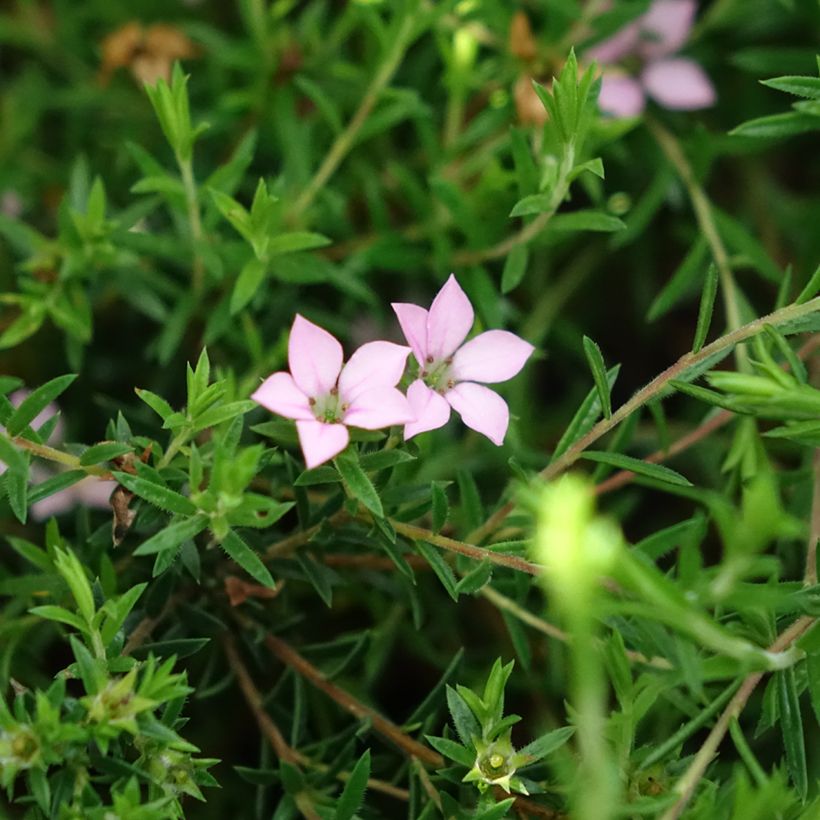 Diosma hirsuta Pink Diamond - Götterduft (Flowering)