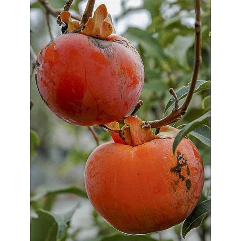 Kaki-Pflaume Cioccolatino - Diospyros kaki (Harvest)