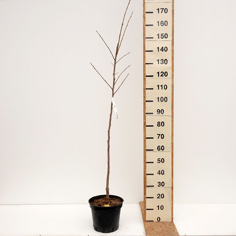 Exemplar von Kaki-Pflaume Costata - Diospyros kaki Topf mit 7,5L/10L, Gobelet-Form wie im Herbst geliefert