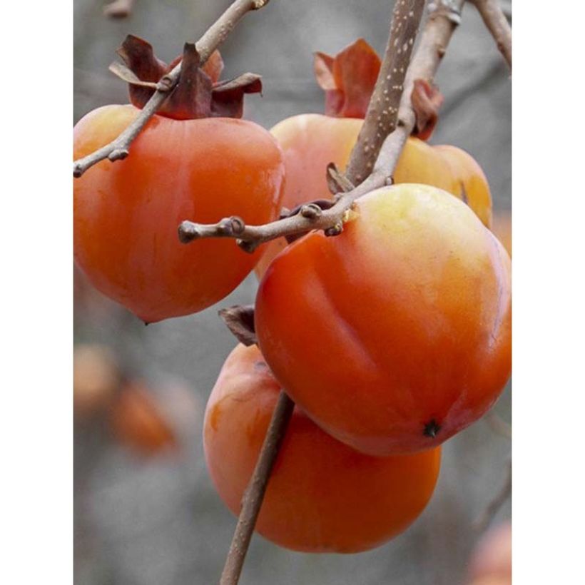 Kaki-Pflaume Rojo Brillante - Diospyros kaki (Harvest)