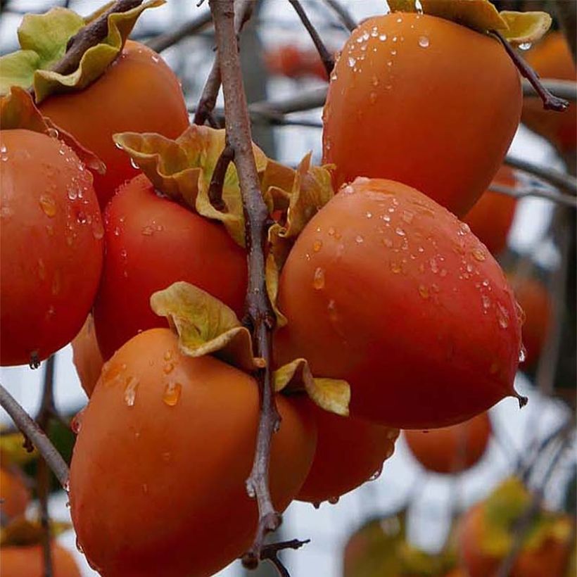 Kaki-Pflaume Sharon - Diospyros kaki (Harvest)