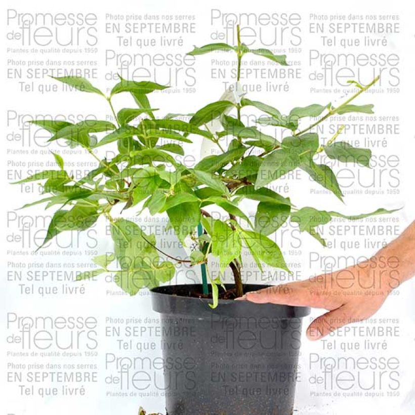 Beispiel eines Exemplars von Dipelta floribunda - Doppelschild Topf mit 3L/4L wie geliefert