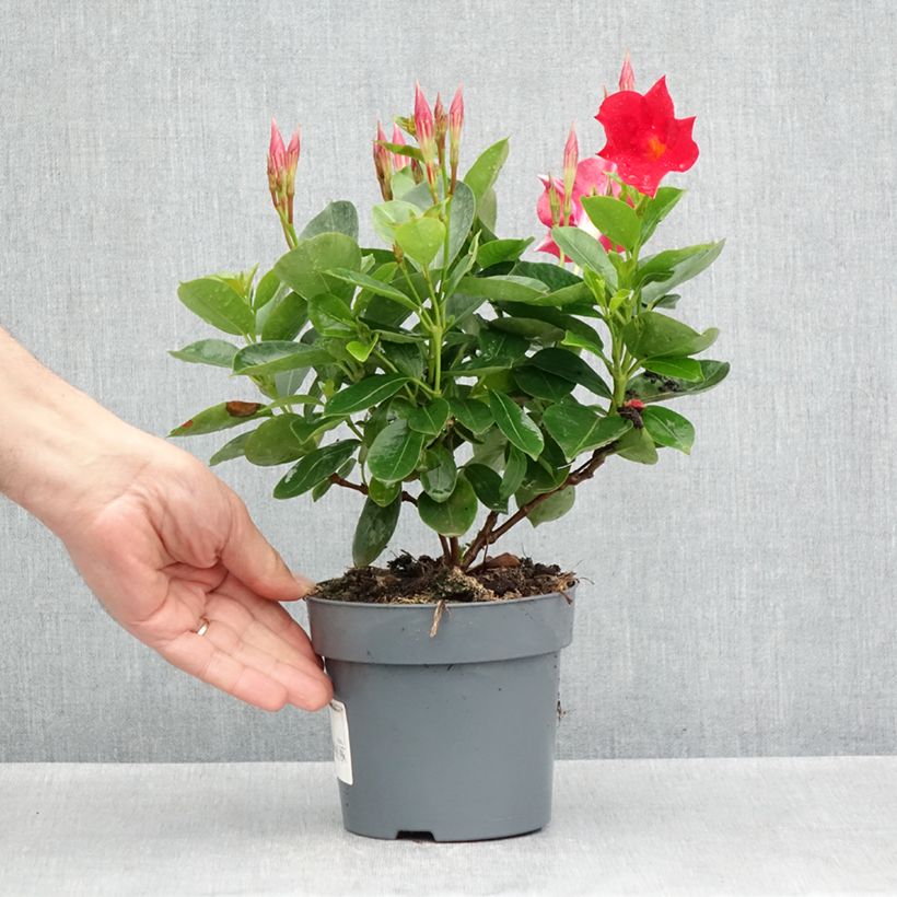 Example of Dipladenia BELLA Compact Red - Mandevilla Topf 10 cm/11cm as you get in printemps