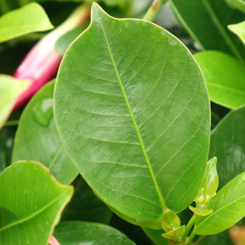 Dipladenia BELLA Compact Red - Mandevilla (Foliage)