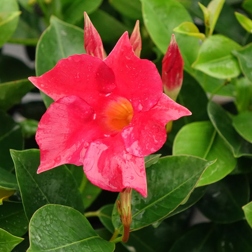 Dipladenia BELLA Compact Red - Mandevilla (Flowering)