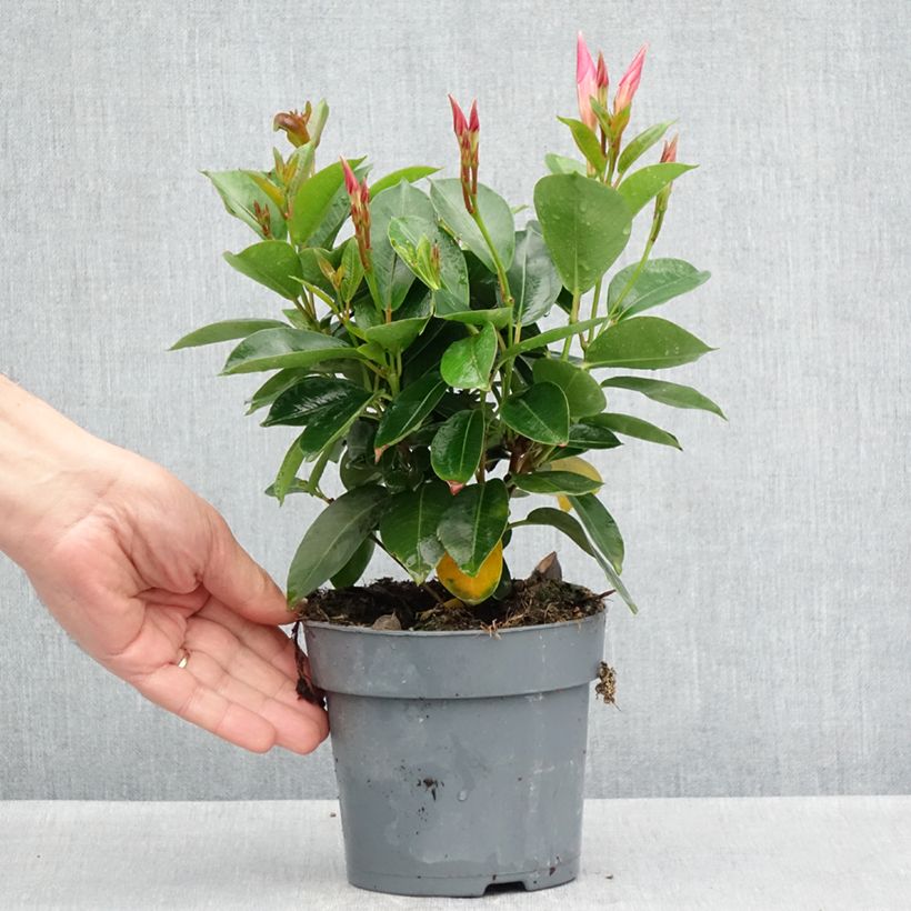 Example of Dipladenia Bella Pink Star - Mandevilla Topf 12 cm / 13 cm as you get in printemps