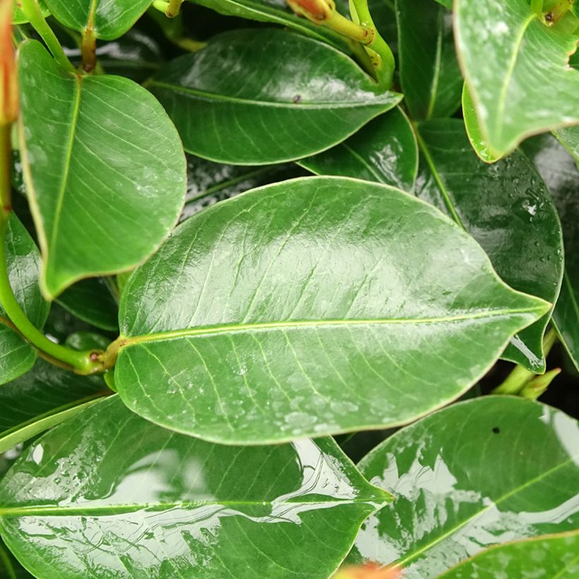 Dipladenia Bella Pink Star - Mandevilla (Foliage)