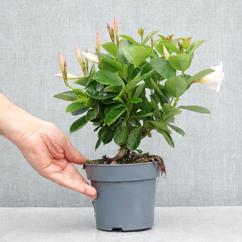 Example of Dipladenia BELLA White - Mandevilla Topf 12 cm / 13 cm as you get in printemps