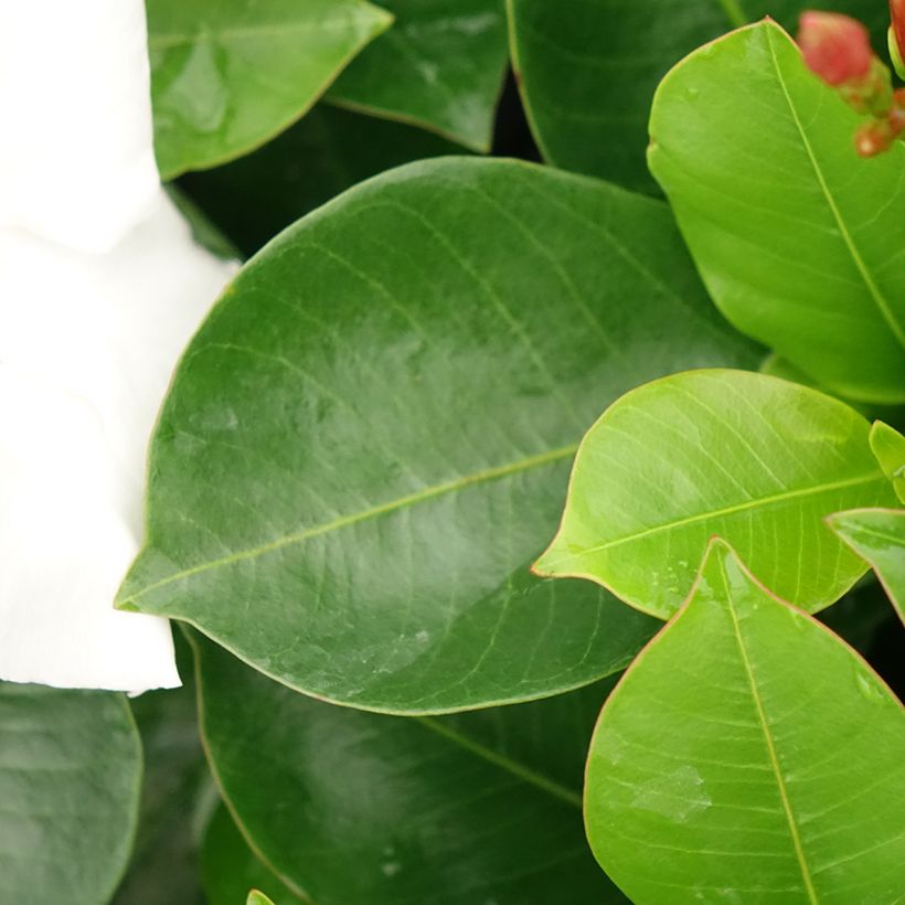 Dipladenia BELLA White - Mandevilla (Foliage)