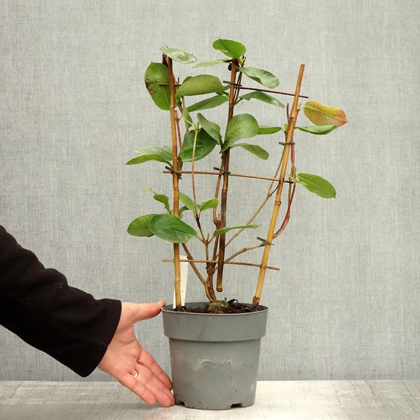 Example of Dipladenia Diamantina Agate mini Strawberry red - Mandevilla Topf mit 1,5L/2L as you get in automne