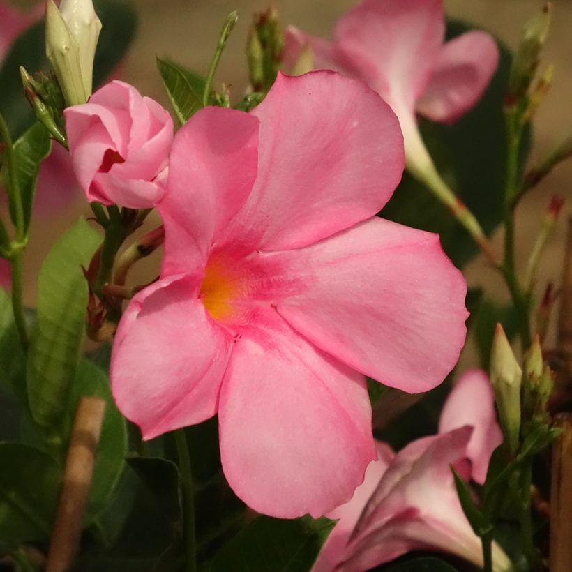 Dipladenia Diamantina Agate mini Strawberry red - Mandevilla (Flowering)