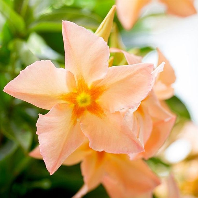 Mandevilla sanderi Diamantina Emerald Amber Star - Dipladenia (Flowering)
