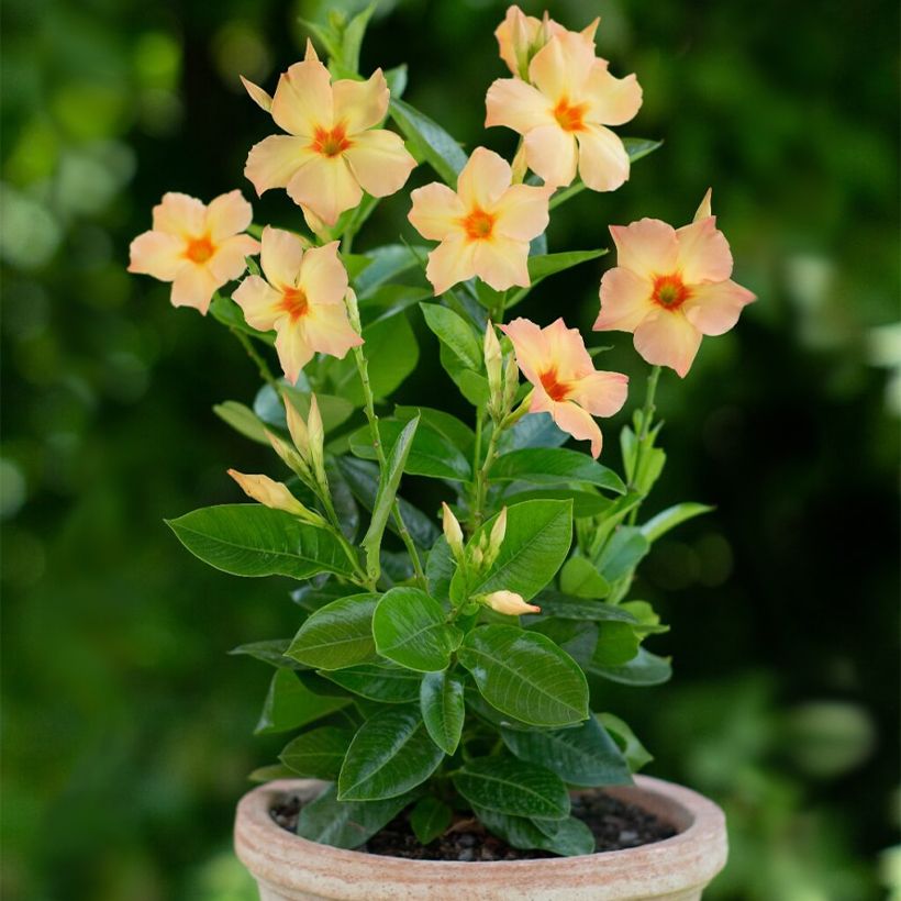 Mandevilla sanderi Diamantina Emerald Amber Star - Dipladenia (Plant habit)