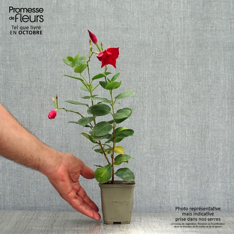 Example of Dipladenia Diamantina Jade Red - Mandevilla Topf mit 2L/3L as you get in automne