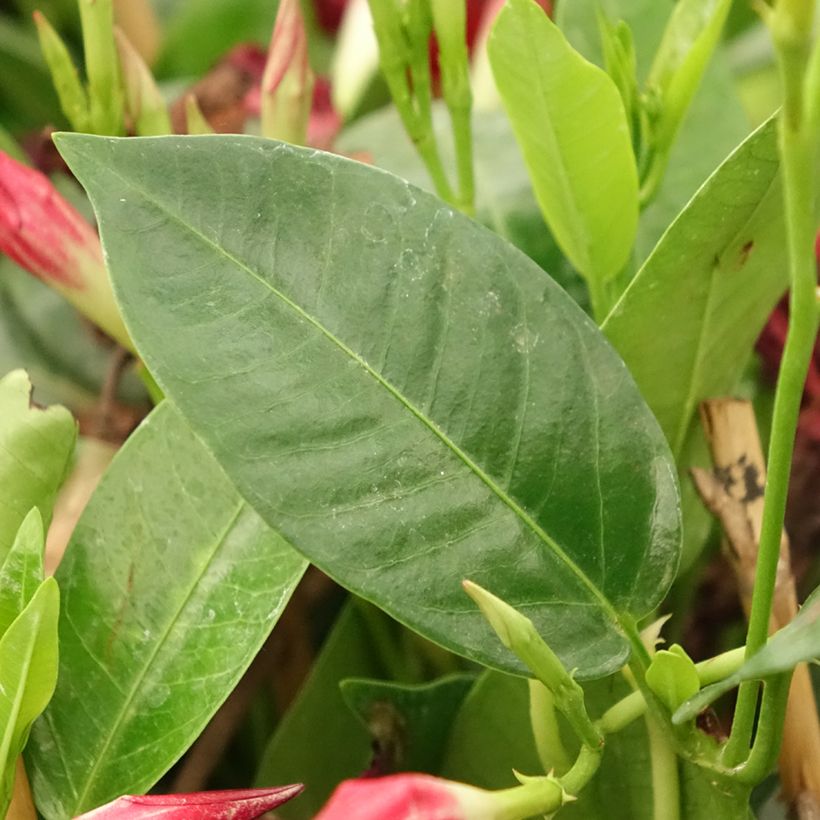 Dipladenia Diamantina Jade Red - Mandevilla (Foliage)