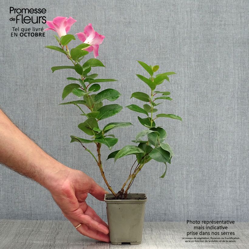 Example of Dipladenia Diamantina Jade Rose - Mandevilla Topf mit 2L/3L as you get in automne