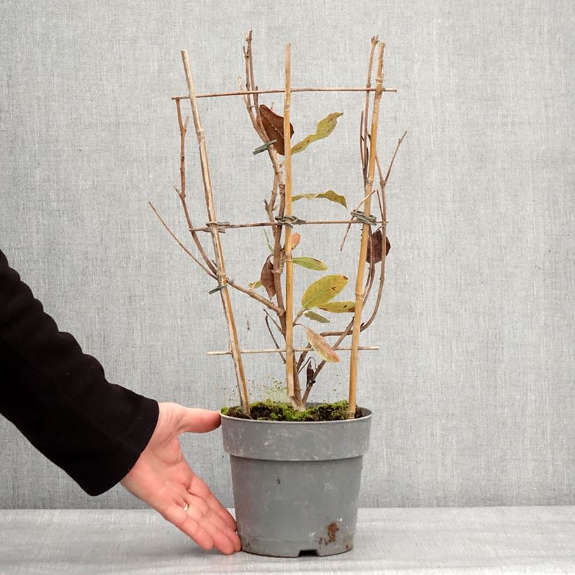 Exemplar von Dipladenia Diamantina Jade Rose - Mandevilla Topf mit 2L/3L wie im Winter geliefert