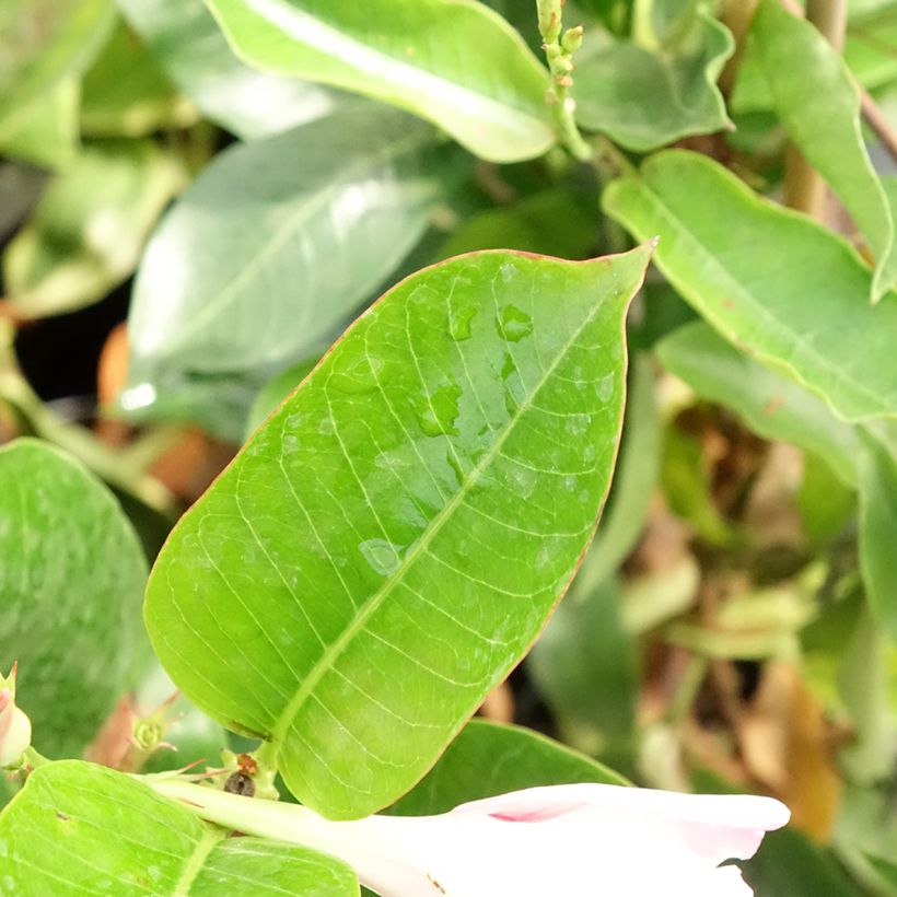 Dipladenia Diamantina Jade Rose - Mandevilla (Foliage)