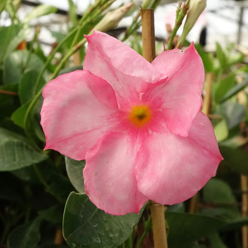 Dipladenia Diamantina Jade Rose - Mandevilla (Flowering)