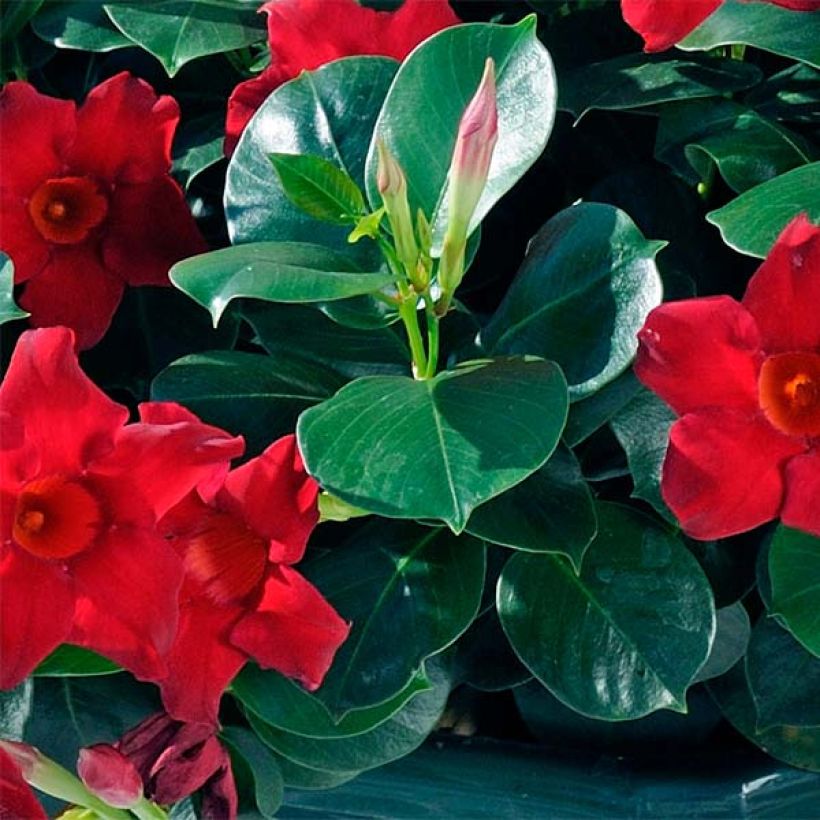 Dipladenia Diamantina Jade Scarlet - Mandevilla (Foliage)