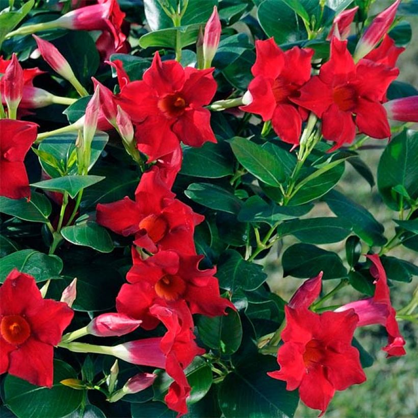 Dipladenia Diamantina Jade Scarlet - Mandevilla (Flowering)