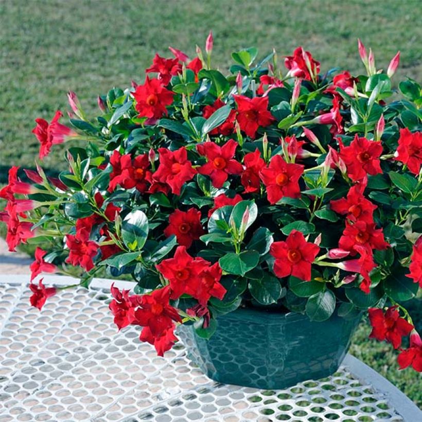 Dipladenia Diamantina Jade Scarlet - Mandevilla (Plant habit)