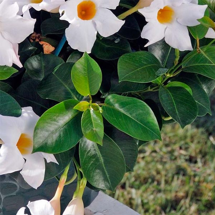 Dipladenia DiamantinaJade White - Mandevilla (Foliage)