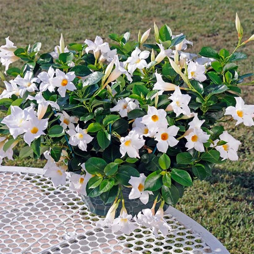 Dipladenia DiamantinaJade White - Mandevilla (Plant habit)