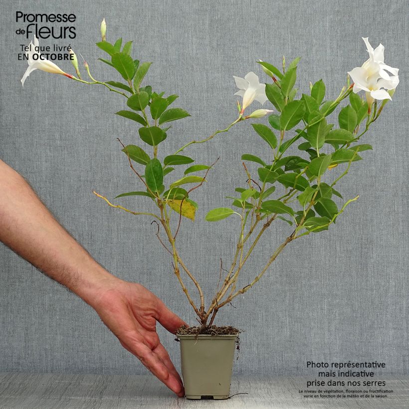 Example of Dipladenia DiamantinaJade White - Mandevilla Topf 10 cm/11cm as you get in automne