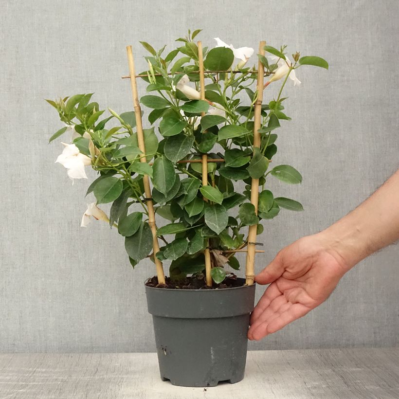 Example of Dipladenia Jade XXL White - Mandevilla Topf mit 1,5L/2L as you get in ete