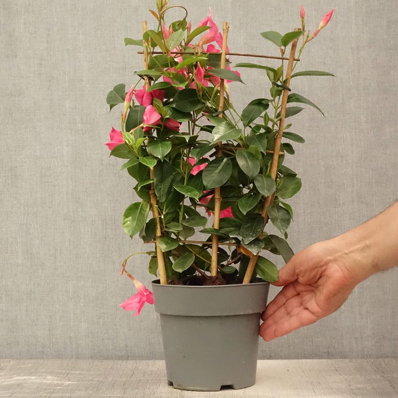 Example of Dipladenia Diamantina Opale Fuchsia Flammé - Mandevilla Topf mit 2L/3L as you get in ete