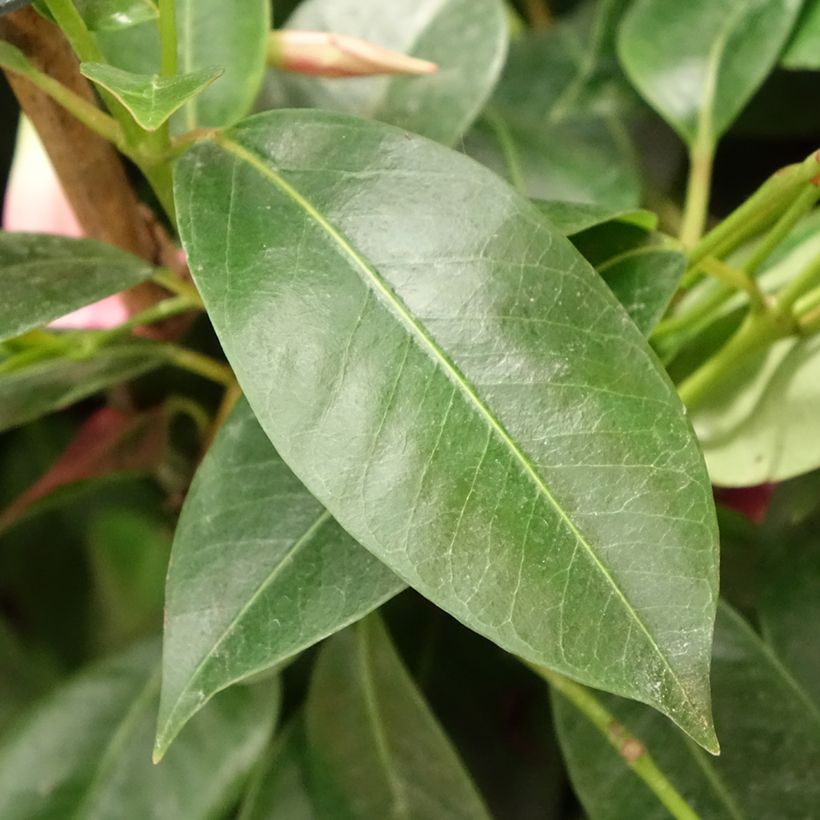 Dipladenia Diamantina Opale Fuchsia Flammé - Mandevilla (Foliage)