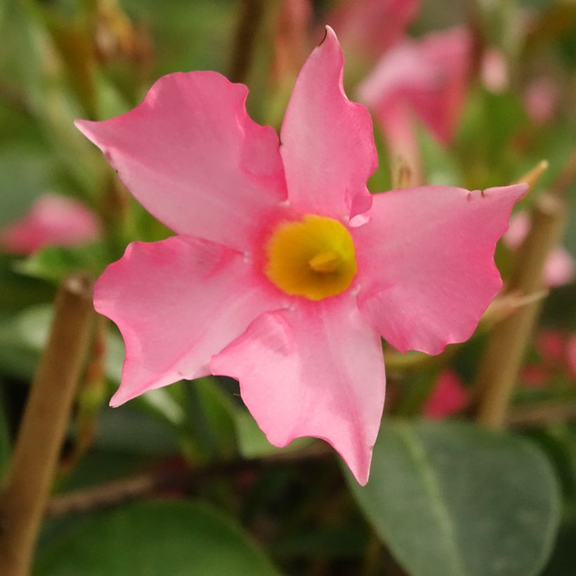 Dipladenia Diamantina Opale Fuchsia Flammé - Mandevilla (Flowering)