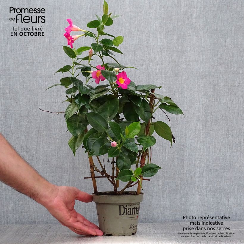 Example of Dipladenia Diamantina Quartz Pink & Yellow - Mandevilla Topf mit 1L/1,5L as you get in automne