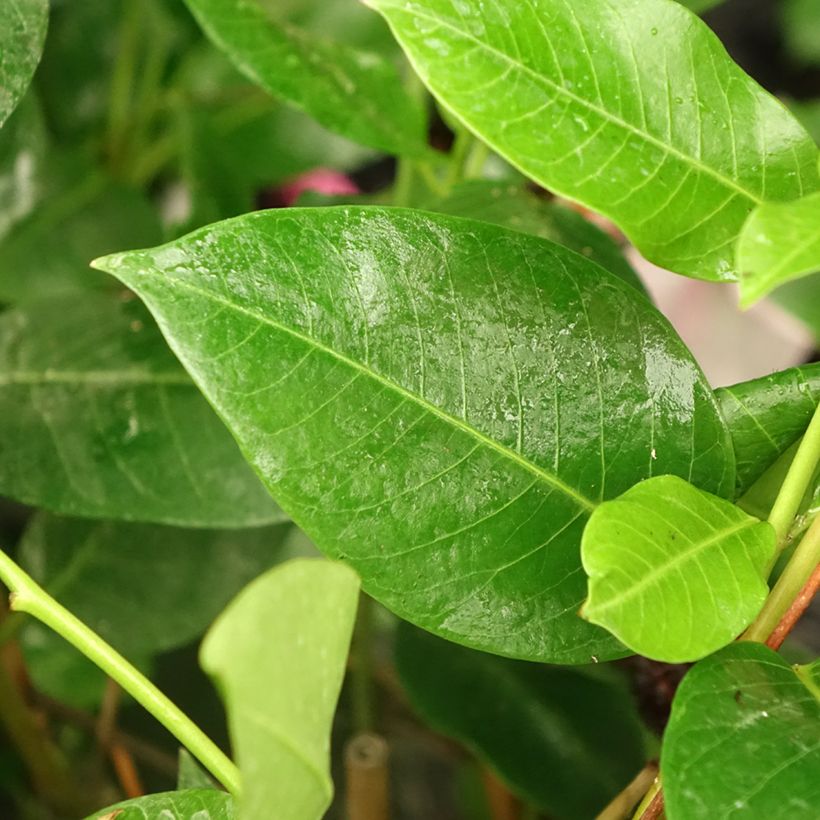 Dipladenia Diamantina Tourmaline Pink - Mandevilla (Foliage)