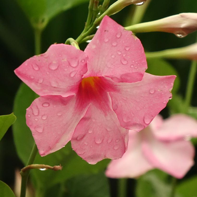 Dipladenia Diamantina Tourmaline Pink - Mandevilla (Flowering)