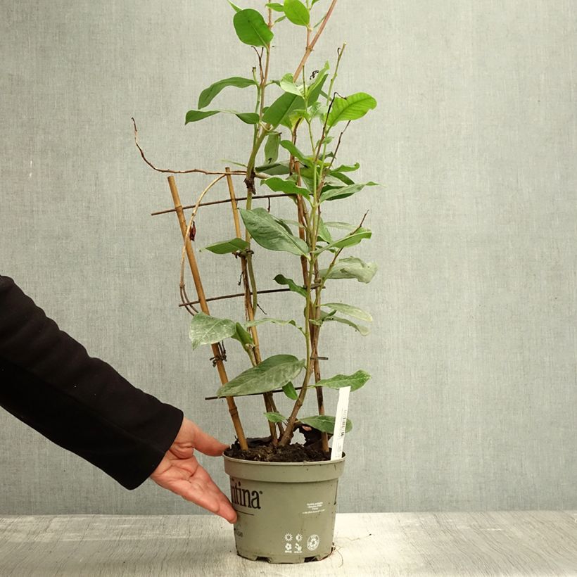 Example of Dipladenia Diamantina Tourmaline Pink - Mandevilla Topf mit 1,5L/2L as you get in automne