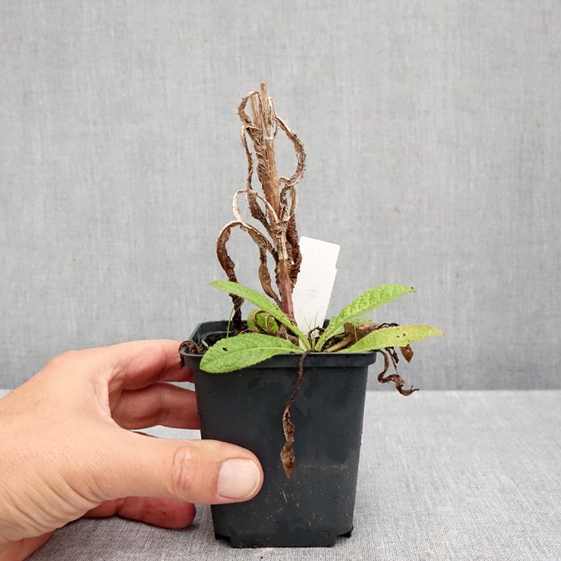 Exemplar von Dipsacus fullonum - Wilde Karde Kleine Töpfe von 8/9 cm wie im Herbst geliefert