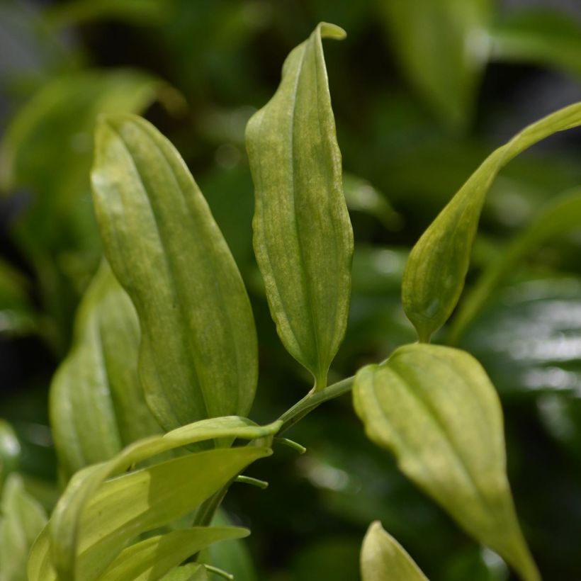 Disporopsis pernyi - Immergrünes Salomonssiegel (Foliage)