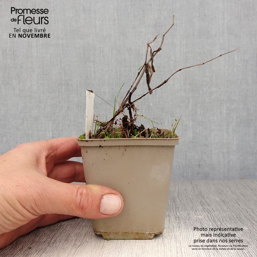 Example of Disporum cantoniense Green Giant - Feenglöckchen Topf 10 cm/11cm as you get in automne