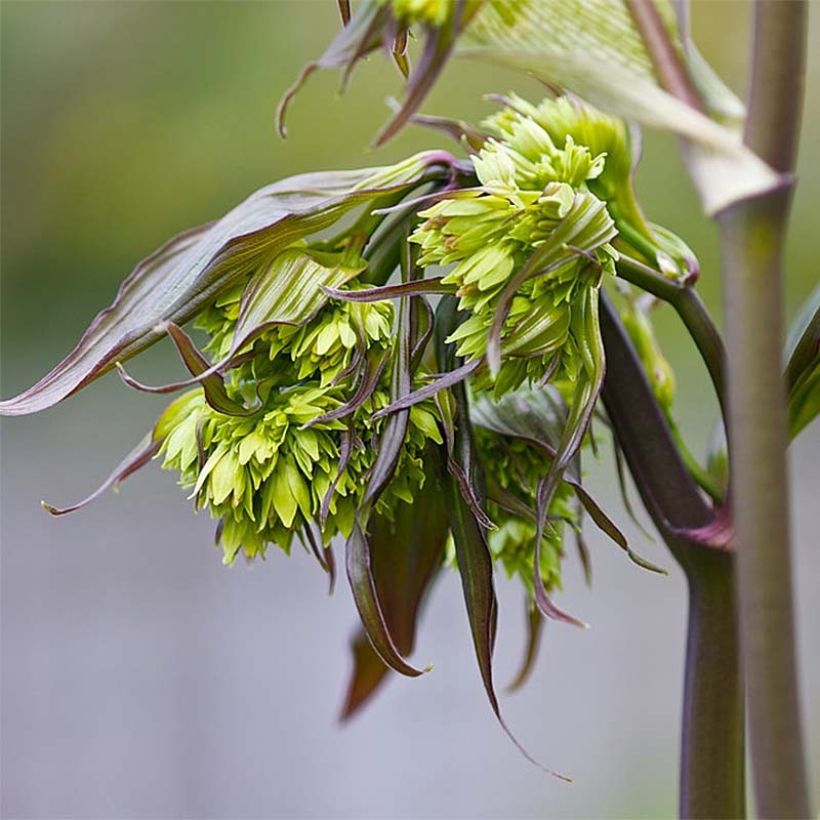 Disporum cantoniense Night Heron - Feenglöckchen (Flowering)