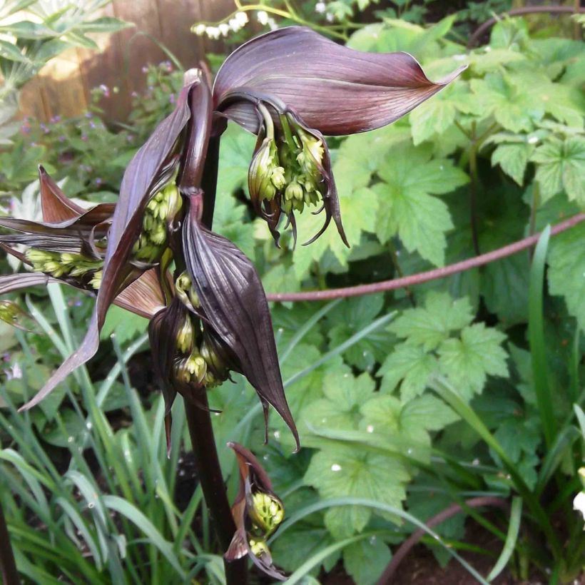 Disporum cantoniense Night Heron - Feenglöckchen (Foliage)