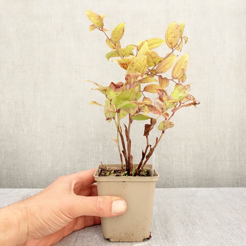 Exemplar von Disporum megalanthum - Feenglöckchen Kleine Töpfe von 8/9 cm wie im Herbst geliefert