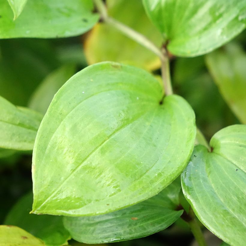 Disporum megalanthum - Feenglöckchen (Foliage)