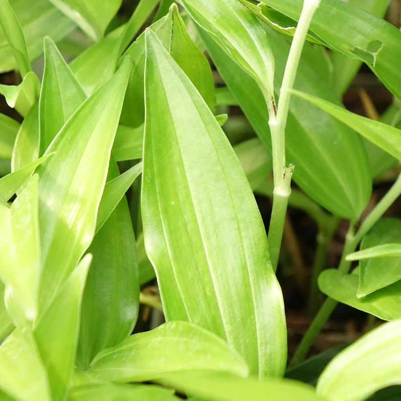 Disporum sessile - Feenglöckchen (Foliage)