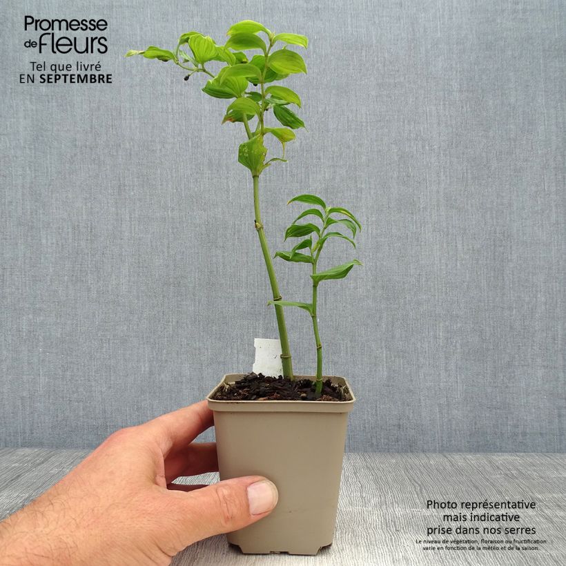 Example of Disporum uniflorum - Feenglöckchen Kleine Töpfe von 8/9 cm as you get in automne